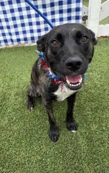 Hollee -  Terrier and Mixed Breed Dog for Adoption in Fort Worth, Texas - Hollee | PetCurious