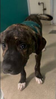 RALEIGH -  Pit Bull Terrier and Mixed Breed Dog for Adoption in Newton, North Carolina - RALEIGH | PetCurious
