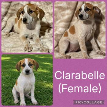 Clarabelle -  Labrador Retriever and Hound Dog for Adoption in Ringwood, New Jersey - Clarabelle | PetCurious