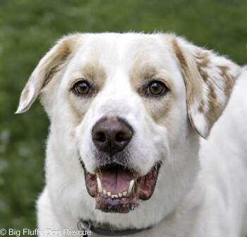 Brady -  Great Pyrenees and Labrador Retriever Dog for Adoption in Nashville, Tennessee - Brady | PetCurious