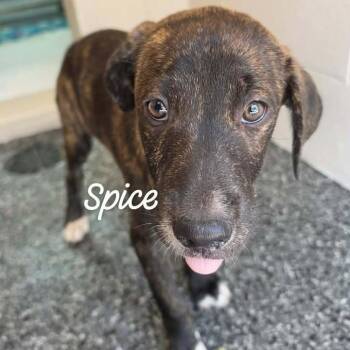 Spice -  Mixed Breed Dog for Adoption in Buchanan Dam, Texas - Spice | PetCurious