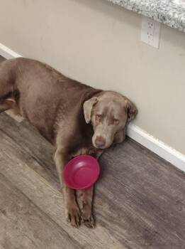 Sunnie -  Labrador Retriever Dog for Adoption in Seville, Ohio - Sunnie | PetCurious