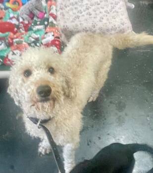 Poodle and Golden Retriever Dogs Available for Adoption - Levi | PetCurious