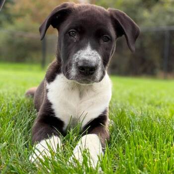 James Watson -  Australian Cattle Dog Blue Heeler and Pit Bull Terrier Dog for Adoption in Hilton, New York - James Watson | PetCurious