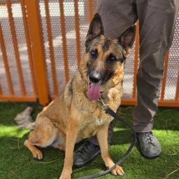TOPH -  German Shepherd Dog Dog for Adoption in Las Vegas, Nevada - TOPH | PetCurious