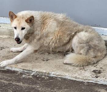 Husky Dogs Available for Adoption in San Antonio, Texas - LARK | PetCurious