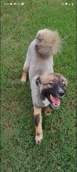 Bolt -  Keeshond and Australian Shepherd Dog for Adoption in Salisbury, Maryland - Bolt | PetCurious