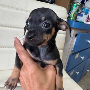 Chihuahua and Dachshund Dogs Available for Adoption in Venice, Florida - Chiweenie 9/Dash | PetCurious