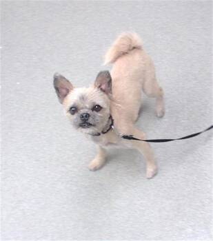 BOLILLO -  Shih Tzu and Mixed Breed Dog for Adoption in Omaha, Nebraska - BOLILLO | PetCurious