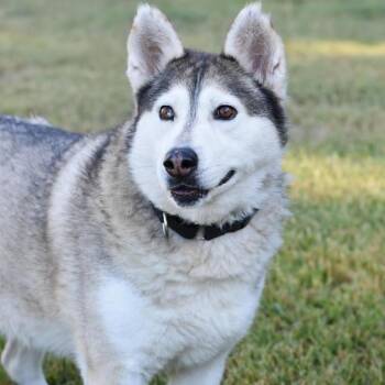 Rescue Husky Dogs for Adoption in Sugar Land, Texas - Amari | PetCurious