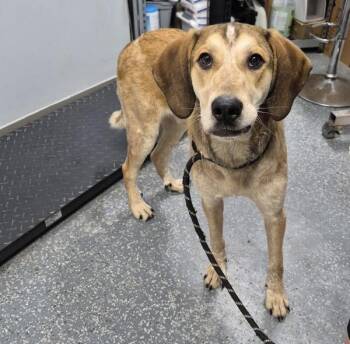 Harris -  Hound Dog for Adoption in Morristown, Tennessee - Harris | PetCurious