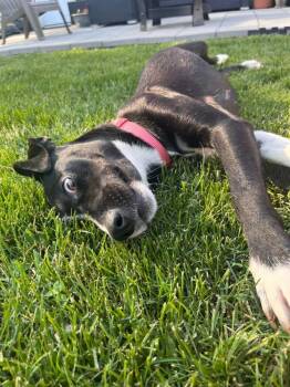 Brooke -  Border Collie Dog for Adoption - Brooke | PetCurious