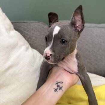 Pebble -  Mixed Breed Dog for Adoption in Summerville, South Carolina - Pebble | PetCurious