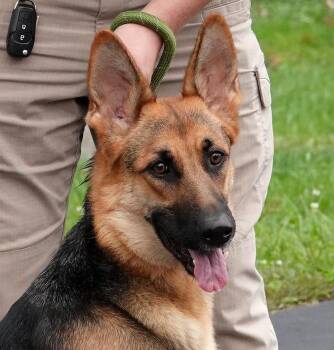 Sadie -  German Shepherd Dog Dog for Adoption in Millfield, Ohio - Sadie | PetCurious
