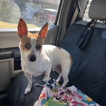 Jack-Jack -  Jack Russell Terrier and Mixed Breed Dog for Adoption in Lake Jackson, Texas - Jack-Jack | PetCurious