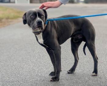 Terrier Dogs Available for Adoption - Monty | PetCurious