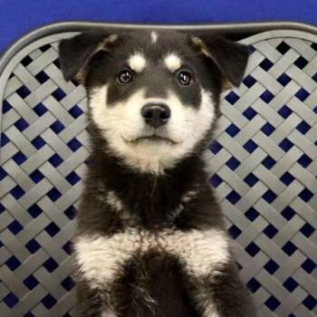 German Shepherd Dog Dogs Available for Adoption in Midland, Texas - Pecos | PetCurious