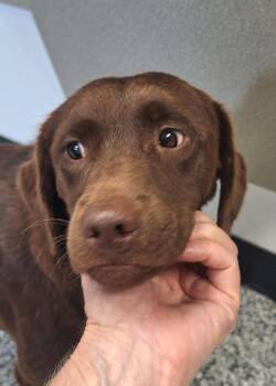 Coco -  Chocolate Labrador Retriever Dog for Adoption in Stanton, Kentucky - Coco | PetCurious