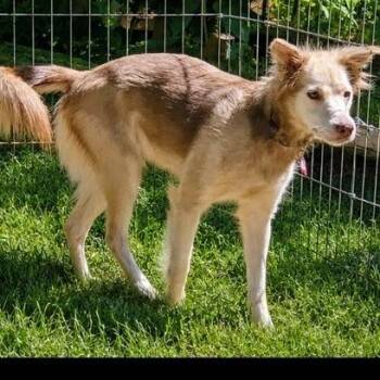 Silke -  Australian Shepherd Dog for Adoption in Wake Forest, North Carolina - Silke | PetCurious