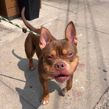 Philly -  Pit Bull Terrier Dog for Adoption in Newark, New Jersey - Philly | PetCurious