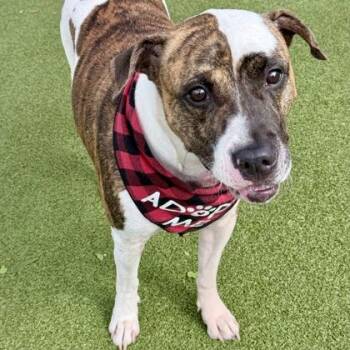 Travis Kelce -  Mixed Breed Dog for Adoption in Largo, Florida - Travis Kelce | PetCurious