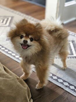 Rescue Pomeranian Dogs for Adoption in Lebanon, Pennsylvania - Kobe | PetCurious