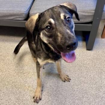 Mixed Breed Dogs Available for Adoption in Lansing, Michigan - Alex | PetCurious