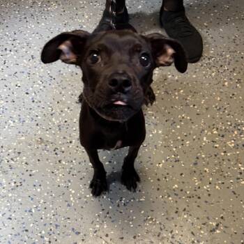TUSC-Stray-84881 -  Labrador Retriever and Pit Bull Terrier Dog for Adoption in Tuscaloosa, Alabama - TUSC-Stray-84881 | PetCurious
