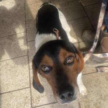 Mixed Breed Dogs Available for Adoption - Batiste | PetCurious