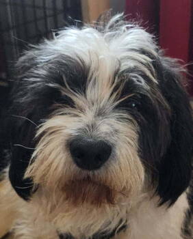 Rescue Terrier Dogs for Adoption in Aurora, Indiana - Georgia's Macon (Rolly) | PetCurious