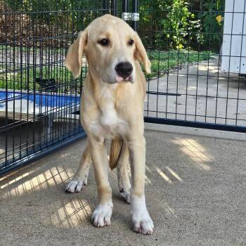 Banjo Kazooie -  Yellow Labrador Retriever and Mixed Breed Dog for Adoption in Lake Jackson, Texas - Banjo Kazooie | PetCurious