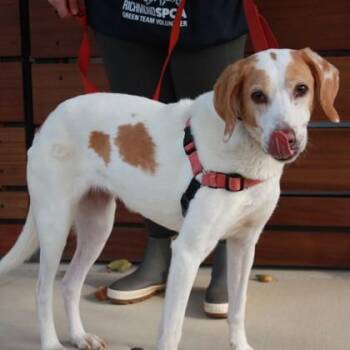 Edelgard -  Hound and Mixed Breed Dog for Adoption in Richmond, Virginia - Edelgard | PetCurious