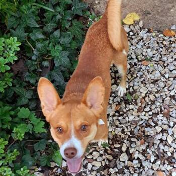 Rescue Basenji and Jack Russell Terrier Dogs for Adoption in Fairfax, Virginia - Pez | PetCurious