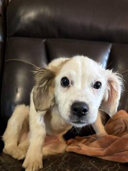 Mixed Breed Dogs Available for Adoption in Fenton, Missouri - Maple | PetCurious