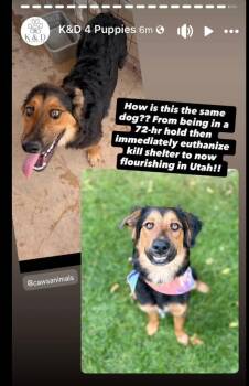 Jolene "Jojo -  Australian Shepherd Dog for Adoption in Millcreek, Utah - Jolene "Jojo | PetCurious
