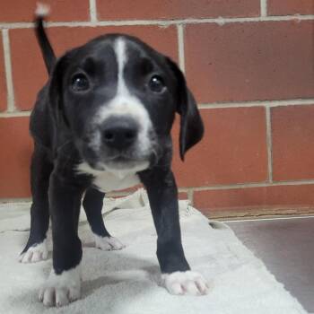 Hound Dogs Available for Adoption - (Found) Todd | PetCurious