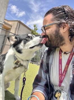 Tahoe -  Mixed Breed Dog for Adoption in Wichita, Kansas - Tahoe | PetCurious