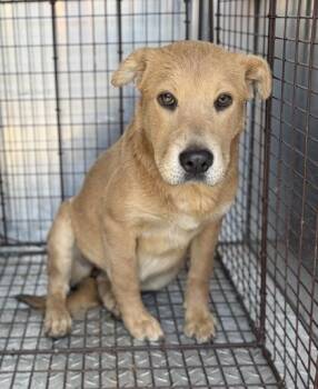 Pixie -  Shar Pei and Mixed Breed Dog for Adoption in Fresno, California - Pixie | PetCurious