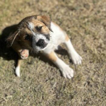 Jessie -  Wheaten Terrier and Terrier Dog for Adoption in Escondido, California - Jessie | PetCurious