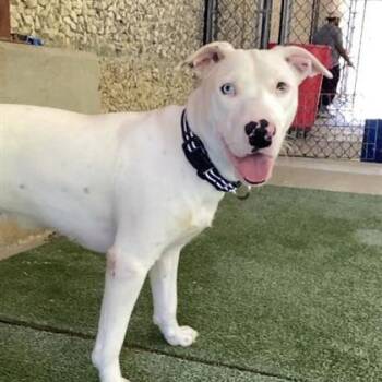 Rescue Mixed Breed Dogs for Adoption in Dallas, Texas - Bonita | PetCurious