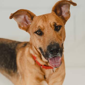 Chance -  German Shepherd Dog Dog for Adoption in Krum, Texas - Chance | PetCurious