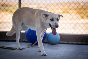 Shya -  Shepherd Dog for Adoption in Twentynine Palms, California - Shya | PetCurious