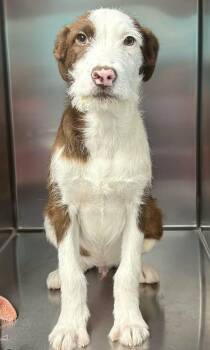 Terrier Dogs Available for Adoption in Newport, Tennessee - Quiet Ten | PetCurious