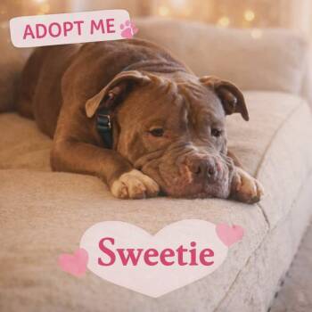Sweetie -  Pit Bull Terrier Dog for Adoption in Arlee, Montana - Sweetie | PetCurious