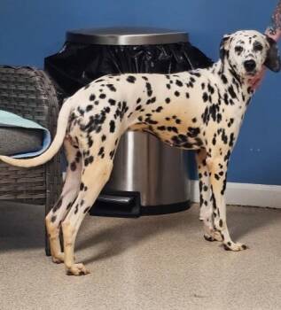 Nelly -  Dalmatian Dog for Adoption in Sunderland, Maryland - Nelly | PetCurious