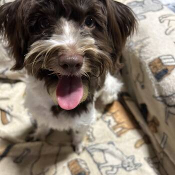 Kelso 12 lbs -  Havanese Dog for Adoption in Antwerp, Ohio - Kelso 12 Lbs | PetCurious