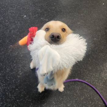 Parker -  Golden Retriever Dog for Adoption in Brockton, Massachusetts - Parker | PetCurious