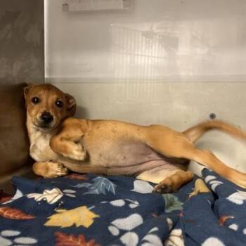 Gamora -  Cardigan Welsh Corgi and Terrier Dog for Adoption in Morton Grove, Illinois - Gamora | PetCurious