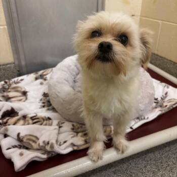 Terrier Dogs Available for Adoption in Arlington, Virginia - Russell | PetCurious