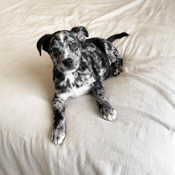 Australian Cattle Dog Blue Heeler and Catahoula Leopard Dog Dogs Available for Adoption in Burlington, North Carolina - Perfect Tater Tot | PetCurious